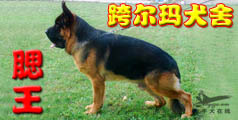 跨尔玛犬舍