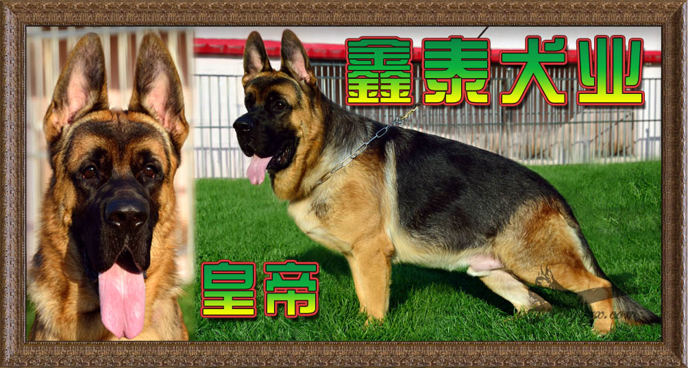 鑫泰犬业