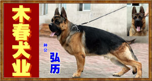 木春犬业