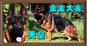 金金犬业