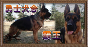 勇士犬舍