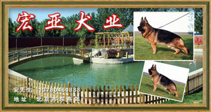 宏亚犬业