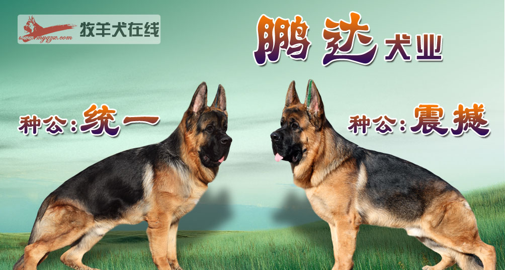 鹏达犬业
