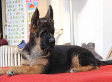 河北省金金犬舍幼犬