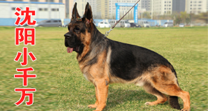 沈阳小千万犬业