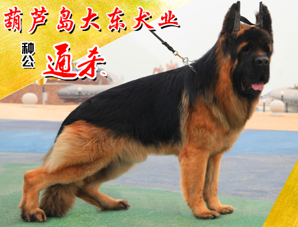 葫芦岛大东犬业