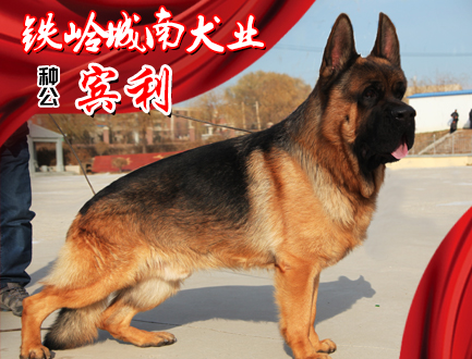 铁岭城南犬业 	