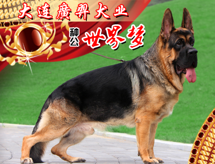 大连廣羿犬业
