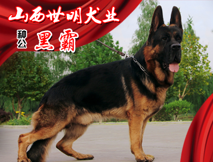 山西世明犬业