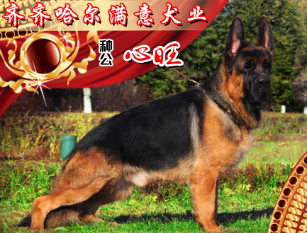 满意犬业