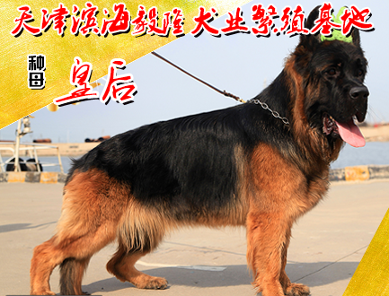 滨海毅隆犬业