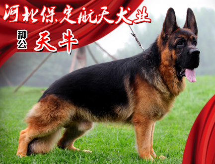 保定航天犬业