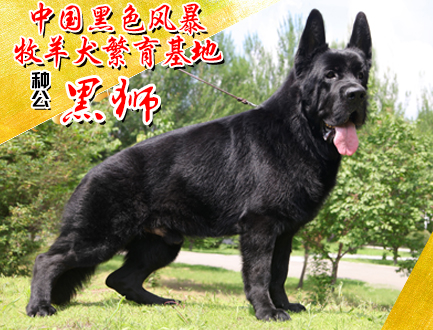 黑色风暴基地