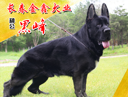 长春金鑫犬业