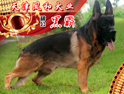 天津凤和犬业