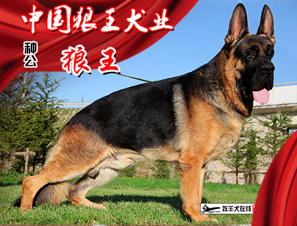 中国狼王犬业