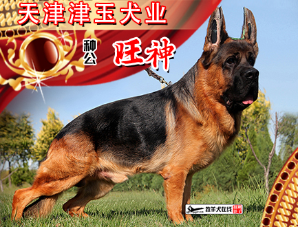 天津津玉犬业