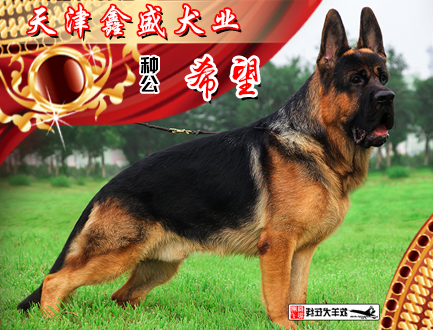 天津鑫盛犬业