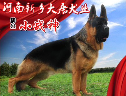新乡大唐犬业