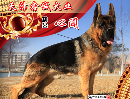 天津鑫诚犬业