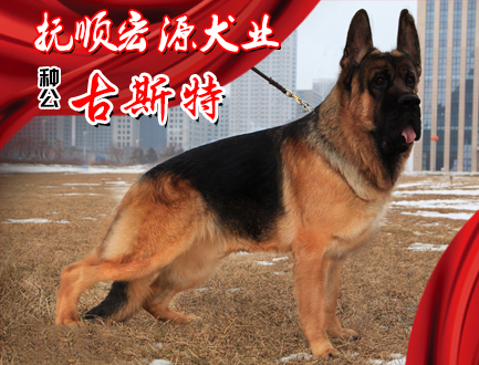 抚顺宏源犬业