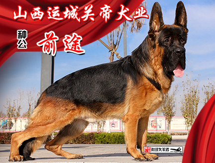山西关帝犬业
