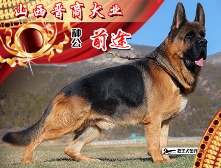 山西晋商犬业