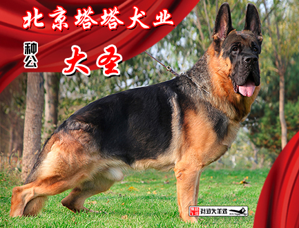 北京塔塔犬业