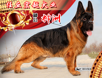 任丘宏越犬业
