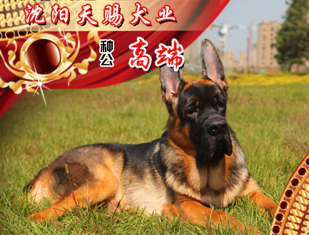 沈阳天赐犬业