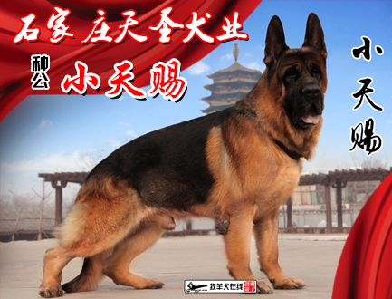 石家庄天圣犬业