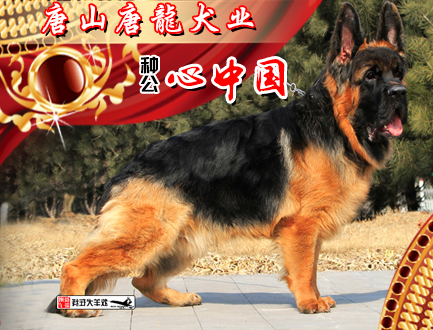 唐山唐龍犬业