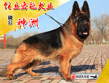 任丘宏越犬业
