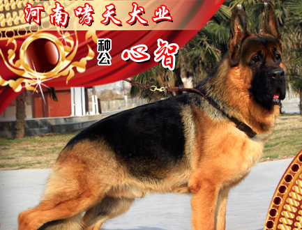 河南哮天犬业