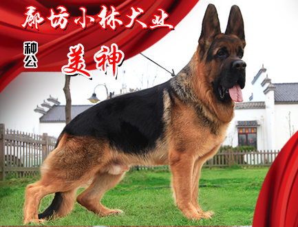 廊坊小林犬业