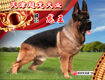 天津超龙犬业