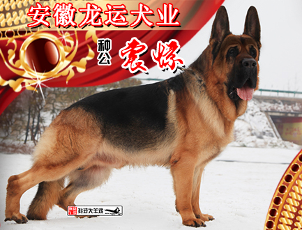 安徽龙运犬业