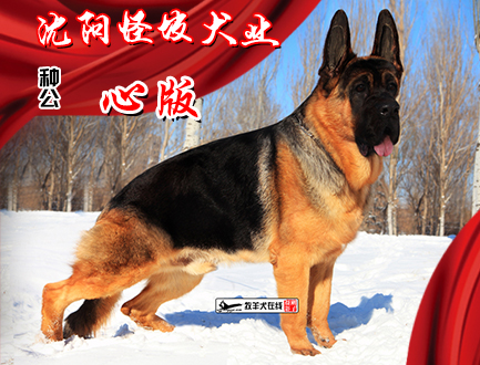 沈阳怪坡犬业