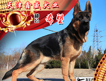天津鑫盛犬业