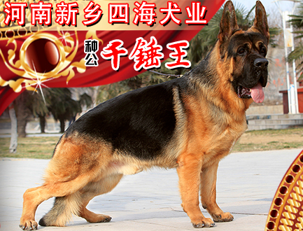 新乡四海犬业