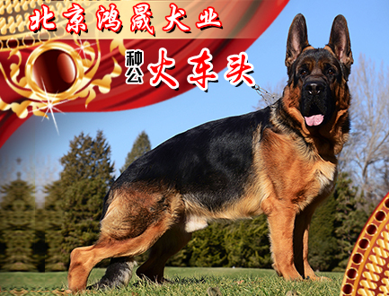北京鸿晟犬业