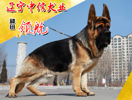 辽宁中信犬业