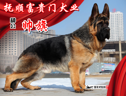 抚顺富贵門犬业