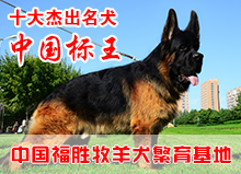 中国标王