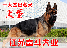 黑蛋