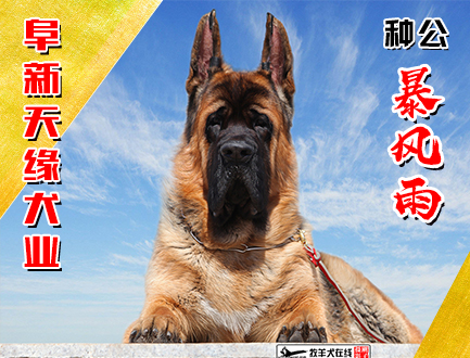 阜新天缘犬业