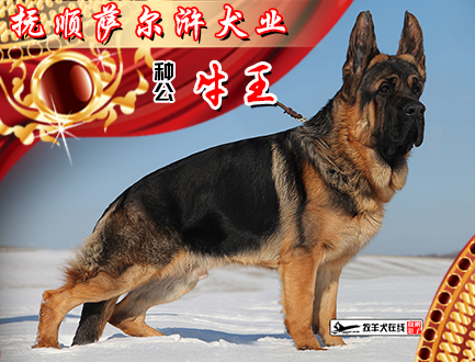 抚顺萨尔浒犬业