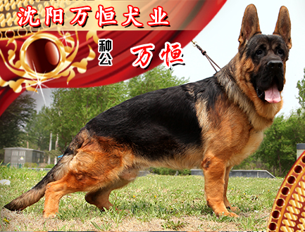 沈阳万恒犬业