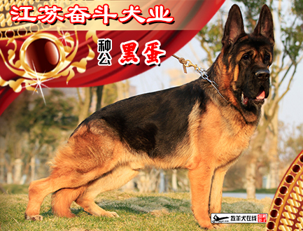 江苏奋斗犬业