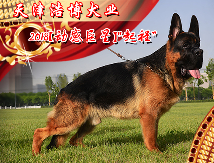 天津浩博犬业